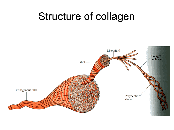 What You Didn't Know About Collagen!! Supplement Ingredients Explained
